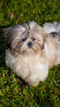 端庄高雅的马尔济斯犬
