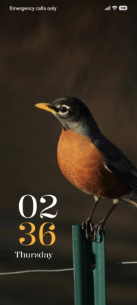 Wild Bird