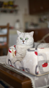 What is the average lifespan of a cat
