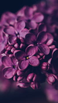 Roses and Lilacs (19)