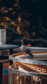 What kind of pigeon dont keep 75