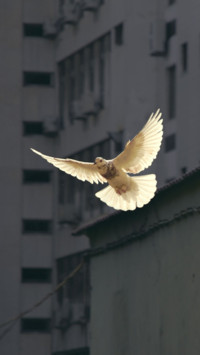 International Peace (3)
