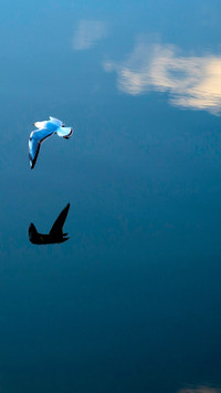 Bird Wallpaper