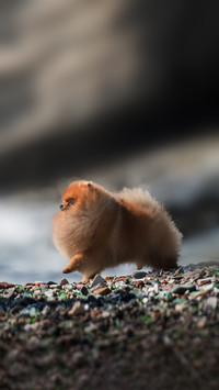 Adorable Pomeranian Spitz shoreline walk