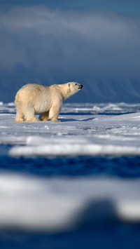 Polar Bear
