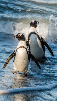 Cute penguin-03