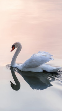 International-swan