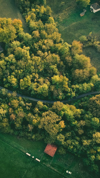 Cross the forest