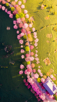 Yongfu sakura blossoms in longyan fujian 8