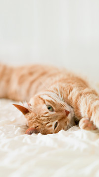 Eight manifestations of cats loving you to the bone