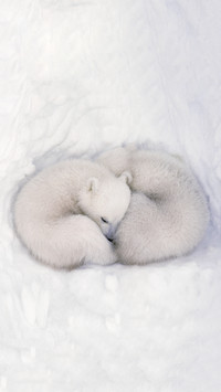 Polar Bears