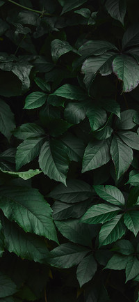 Shadows of Green Leaves-PAIXIN