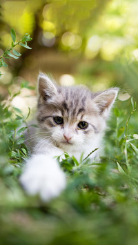 animal5