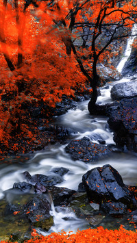 No pile of red leaf lines 21