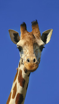 Reticulated giraffe giraffa camelopardalis reticulata