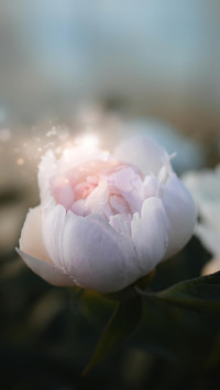 人生如花，花似人生