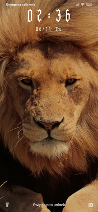Brown Lion_3MDS