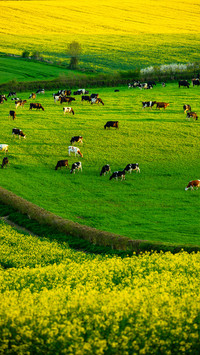Dorset england