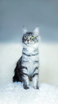 A  Cat Sitting on The Blanket