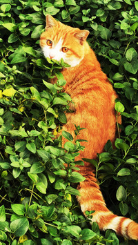 The cat in the grass