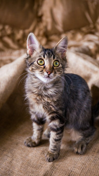 A Lovely Cat is Sitting on The Bed
