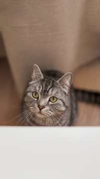 Cozy home with a Scottish straight cat with a funny look
