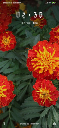 French Marigold_3MDS
