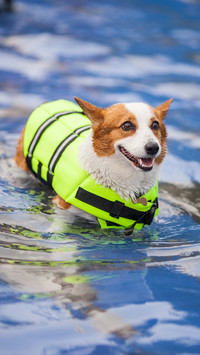 How to teach dogs to swim 8
