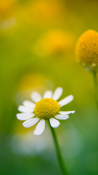 Spring scenery-10