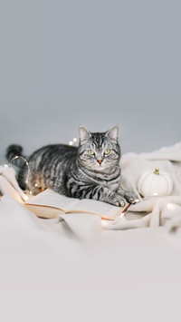 猫咪是如何认出主人的