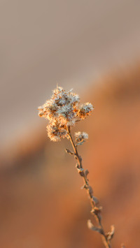 Dead plants and flowers at sunset in Minnesota, USA