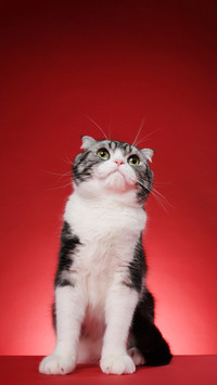 Cats pupils are more accurate than weather forecasts