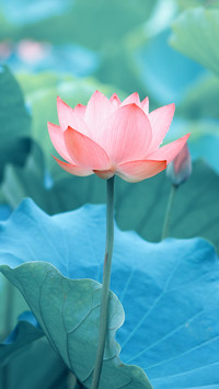 清雅荷花-拍信图库