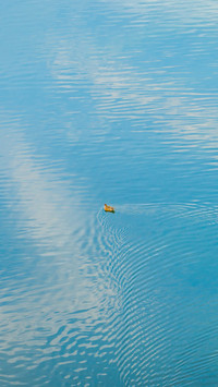 Duck on the lake