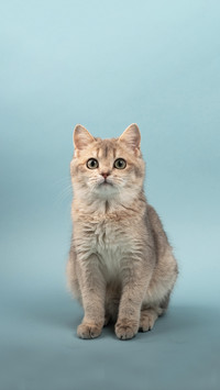 Cats without a bottom stomach