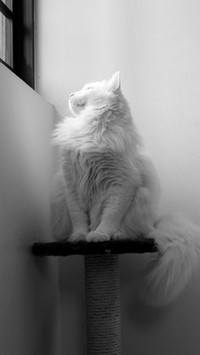 猫-锐景创意
