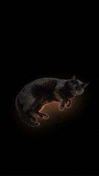Celestial Sleeping Cat in Void