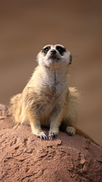 Animals living in caves