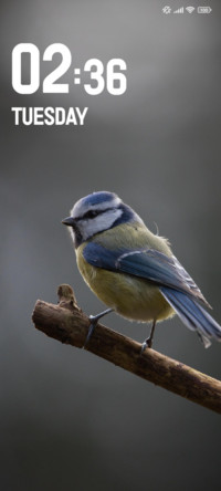 Bird