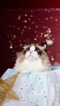 Cats also have giant baby psychology 3