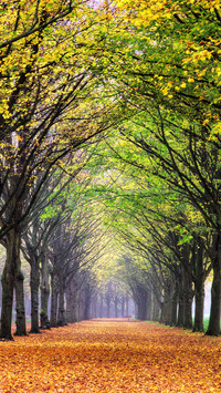 Green forest trails