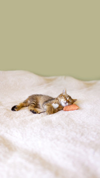 Small Kitty with Mouse