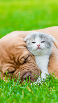 How good is the relationship between dogs and cats 70