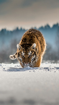 Tiger Play in Snow