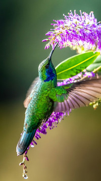 Blue Hummingbird Flying