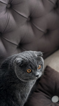 震惊猫猫脸-锐景创意