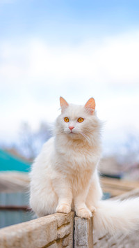 White beautiful British long-haired cat smiling