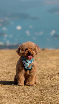An adorable fluffy brown poodle dog stood on the grass