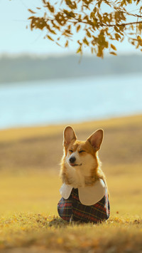 Should Dogs Be Dressed 6