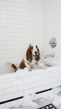 Bathing dogs is a science 8